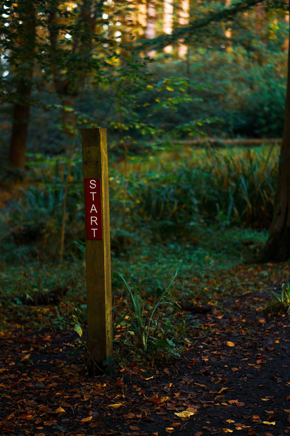 A wooden post marked "START" in a forest.