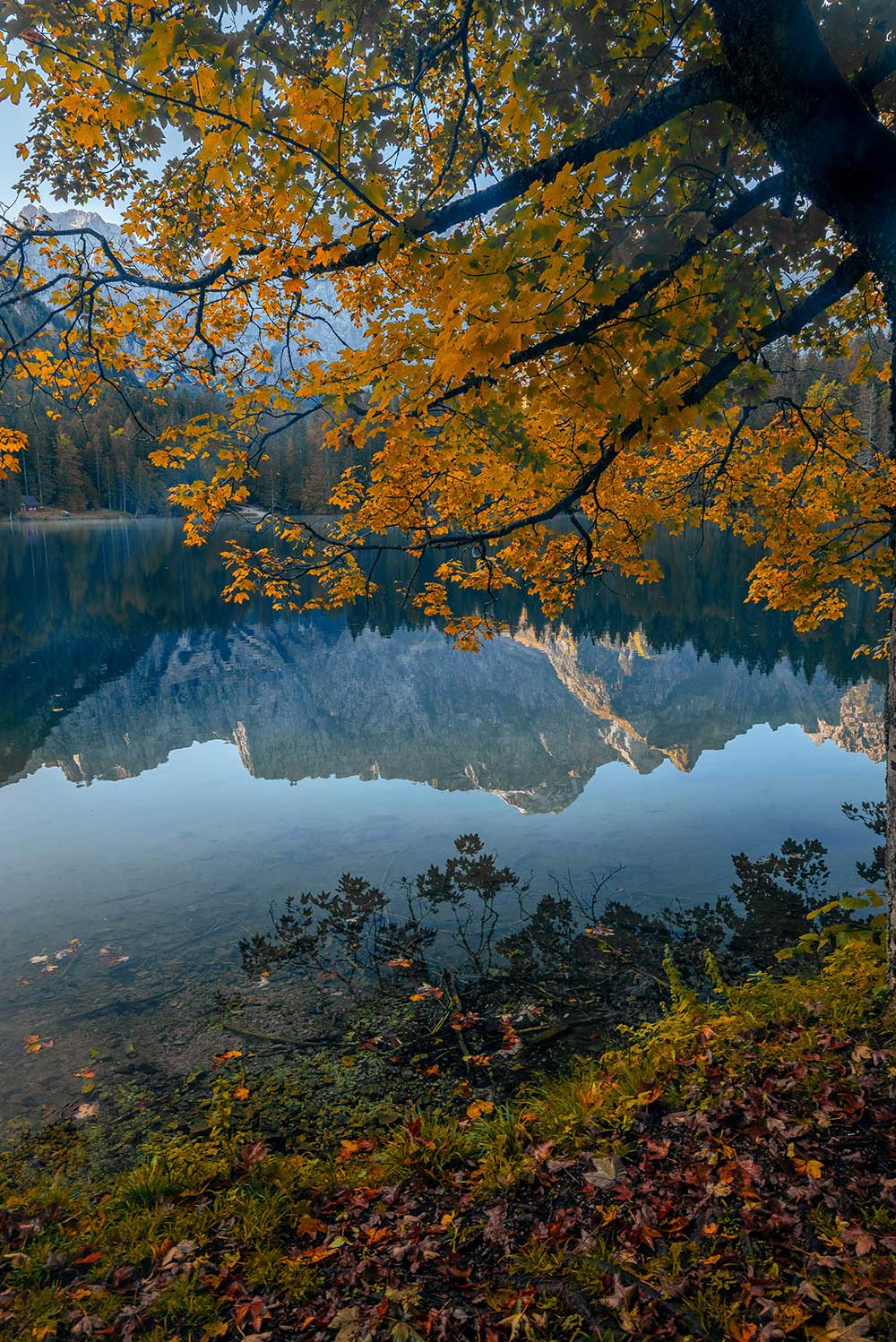 Autumnal tree branches hanging over a lake reflecting mountains.