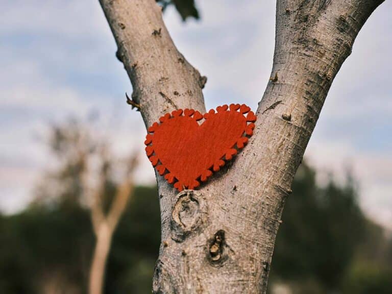 A red heart hanging from a tree trunk