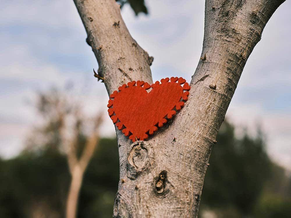 A red heart hanging from a tree trunk